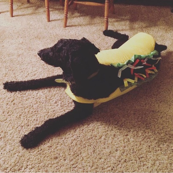 Meet Poshers, Kate & Damian Kitty 💕✨🐱🐾 - Picture 8 of 16